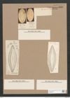 Navicula bastracanei Grun. (de-Toni-Nr.: Genus 1, Species 650) Zeichnungen Sammlung Grunow Nr. 1242 (NHMW-BOT-W0367876)
